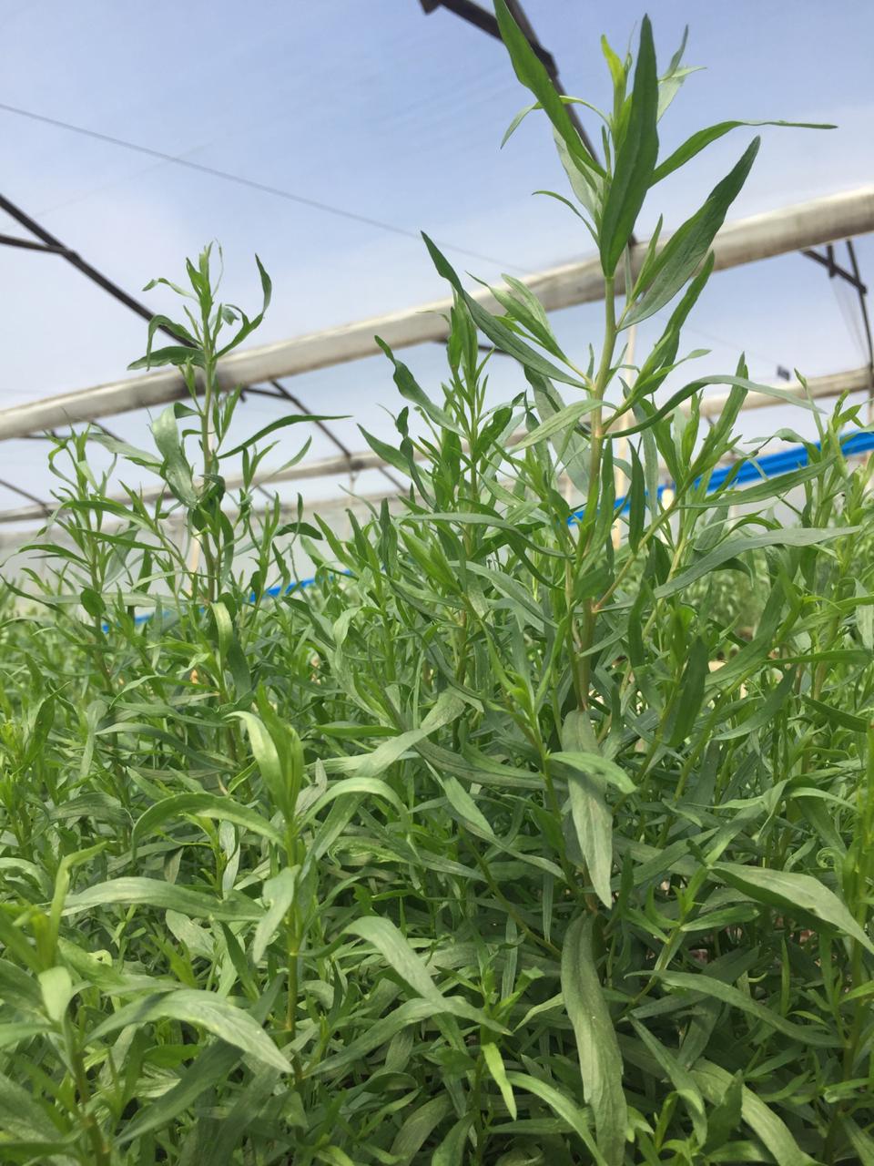 Caribbean Specialty Herbs - Home